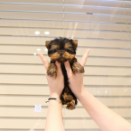 , Roztomilé šteniatka Yorkie na adopciu  