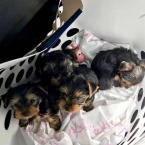 , Roztomilé šteniatka Yorkie na adopciu  