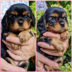 , Kavalír King Charles spaniel