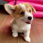 , Šteniatka Pembroke Welsh corgi.