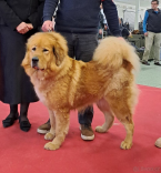 , Tibetská doga šteňatá s PP 2024/25