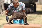 , Šteniatka Cane corso 