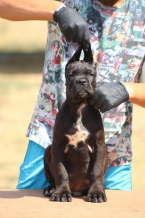 Pinče, bradáče, molosoidy a švajčiarske salašnícke psy, CANE CORSO