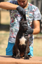 Pinče, bradáče, molosoidy a švajčiarske salašnícke psy, CANE CORSO