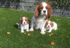 , Šteniatka Cavalier King Charles Spaniel