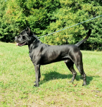 Pinče, bradáče, molosoidy a švajčiarske salašnícke psy, CANE CORSO