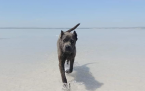 Pinče, bradáče, molosoidy a švajčiarske salašnícke psy, CANE CORSO