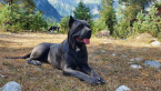 Pinče, bradáče, molosoidy a švajčiarske salašnícke psy, CANE CORSO