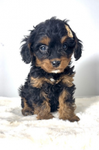 , Cavapoo-cavapu (Cavalier + hračkársky pudel) 