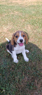 , Bígl, bígel, beagle