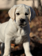 , Labrador Retriever šteniatka