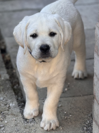 , Labrador Retriever šteniatka