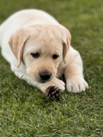 , Labrador Retriever šteniatka