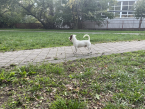 Teriéry, JACK RUSSELL TERIÉR