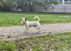 Teriéry, JACK RUSSELL TERIÉR