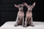 , Šteniatka Xoloitzcuintle (mexický bezsrstý pes)