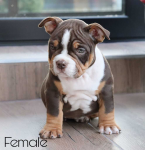 , American Bully