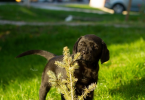 , Šteniatka labradorského retrievera 