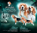 , Šteniatka Bígl (Beagle) z CHS LITTLE CARPATHIANS