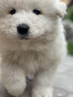 Špice a primitívne typy, SAMOJED