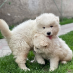 Špice a primitívne typy, SAMOJED