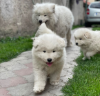 Špice a primitívne typy, SAMOJED