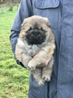 , Chow Chow male puppies for sale!