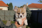 , Welsh corgi pembroke