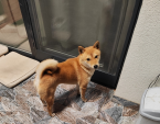 , Shiba