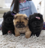 , Chow Chow male puppies for sale!