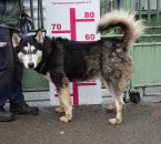 Špice a primitívne typy, SIBÍRSKY HUSKY