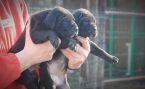 Pinče, bradáče, molosoidy a švajčiarske salašnícke psy, CANE CORSO