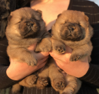 , Chow Chow puppies for sale!